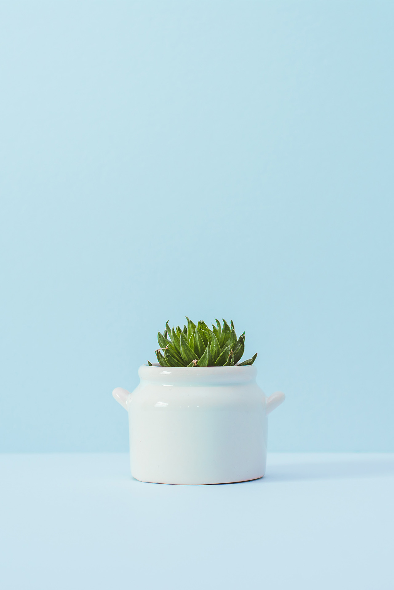 Succulent in een witte pot voor lichtblauwe achtergrond